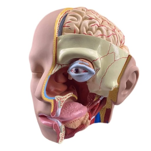 BLOQUE I: ANATOMÍA