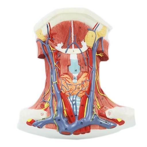 BLOQUE II: ANATOMÍA